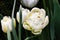 White and yelllow double tulip with leaves planted in the garden