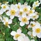 White and yellow Anemone flowers called Elfin Swan