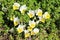 White and yellow bicolor Wild pansy or Viola tricolor small wild flowers with yellow center densely planted in local garden