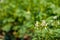 White and yellow budding and blossoming potato plants from close