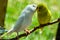 White and yellow Budgies Kissing