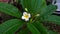 White yellow cambodia flower after rain