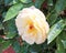 White yellow Camellia flower