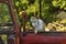 White yellow cat sits on a red tractor in nature.Domestic animal.Outdoor