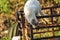 White yellow cat sits on a red tractor in nature.Domestic animal.Outdoor