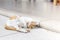 A white and yellow cat sleeping outside on cement floor