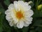 White with a yellow center Dahlia is a flower, famous for dazzling beauty, excites passion and pushes on mad acts.
