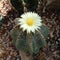 white, yellow centered cactus blossom