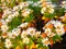 White and Yellow Centered Daisies