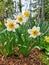 White yellow centered wide opened daffodils with green leaves on brown barkdust background