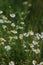 White-yellow chamomile flower heads