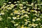 White yellow chamomile flowers in the sunshine in the garden - background and texture of a medicinal herb and a medicinal plant