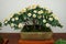 White and yellow chrysanthemum bonsai tree