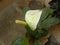 White and yellow color Anthurium flower