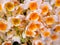 White and Yellow color with pollen of Orchid Flowers