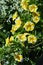 White and yellow colored Calibrachoa, Million bells flower blooming outdoors.