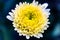 White and Yellow colored chrysanthemum flower. Beautiful Chrysanthemum flower blooming. Chrysanthemums blossom season