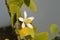 A white and yellow coloured lemon flower on the lemon tree in my garden