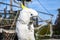 White yellow crested Cockatoo, Cacatua galerita, standing on an old wooden pirate boat eating cracker