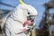 White yellow crested Cockatoo, Cacatua galerita, standing on an old wooden pirate boat eating plastic