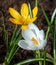White and yellow crocuses close-up against a background of elongated leaves and ground. Natural spring background
