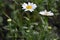 White and Yellow Crysanthemum Daisies