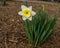 White and Yellow Daffodil