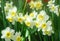 White Yellow daffodil flower