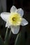 White and Yellow Daffodil Narcissus Blossom