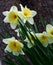 White and yellow daffodils, angled, against background of dark brown tree bark