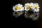 White and yellow daises reflected in plain black surface â€“ spring sign
