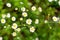 White and Yellow Daisies Close Up