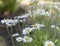 White and yellow daisies grow in morning light.