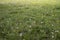 white and yellow dandelions among the grass