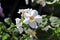 White and yellow delicated flowers on a Water Hyssop