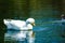 A white and yellow duck swimming in the lake with ripples across the water at Kenneth Hahn Park