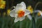 White and Yellow Easter lily in natural background / wit en gele gele paaslelie in weide