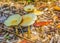 White yellow flat round shaped small mushroom together in macro close up