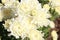 White and yellow flower closeup