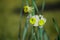 White and yellow flowers with background blur