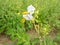 white and yellow flowers, beautiful naturel white flowers. Solanum sisymbriifolium plant flowers. litchi tomato plant.