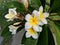 White yellow flowers blossoms and buds ready to blossom