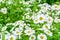 White and yellow flowers of Feverfew Pyrethrum or Tanacetum Corymbosum