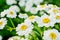 White and yellow flowers of Feverfew Pyrethrum or Tanacetum Corymbosum