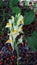 White-yellow flowers among green leaves on the background of fallen mountain ash.