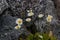 White and yellow flowers in Greenland