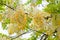 White and Yellow Flowers - Rainbow Shower Tree variety