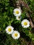 White and yellow flowers summer blooms