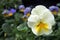 White and yellow Garden pansy flower close up