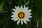 White and Yellow Gazania Flower Blossom